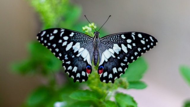 image-of-butterfly-1280x720.jpg