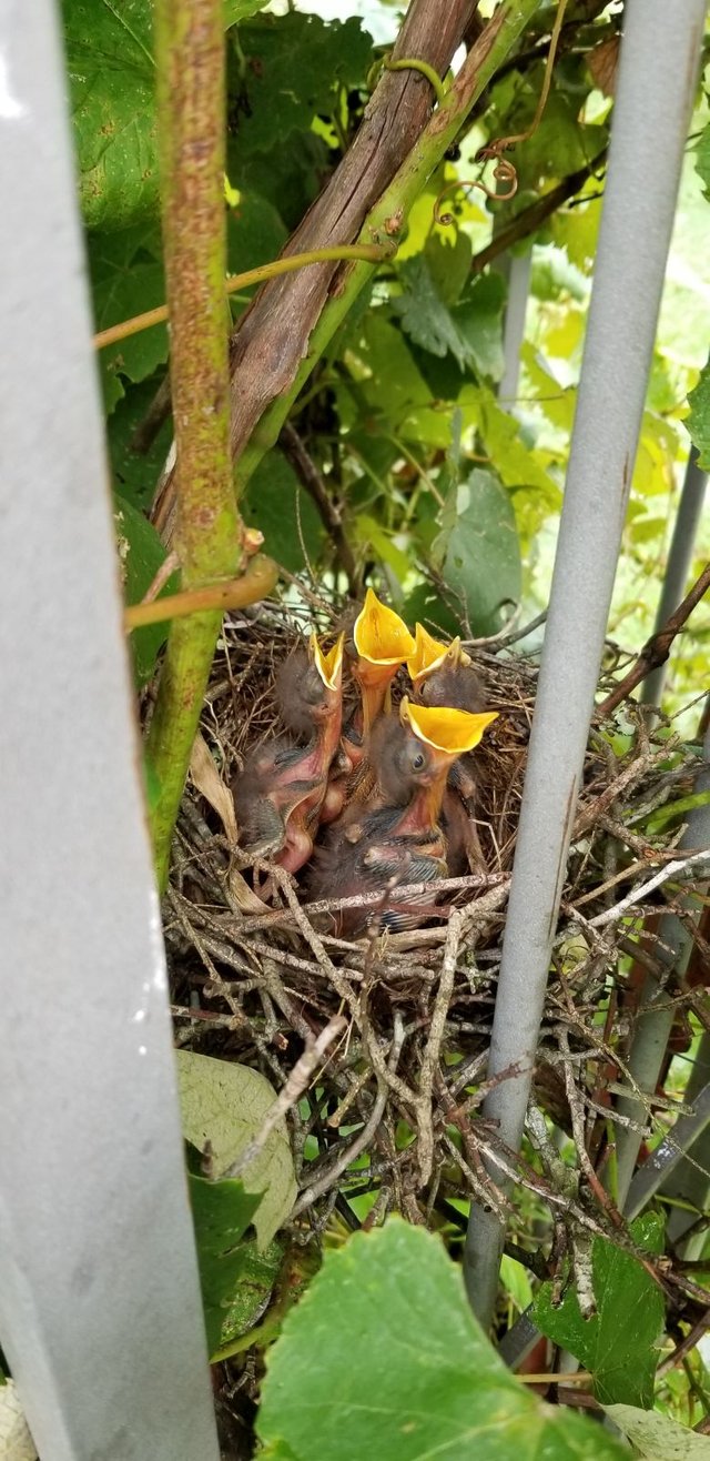 20180628_164750(0) - Begging Baby Mockingbirds.jpg