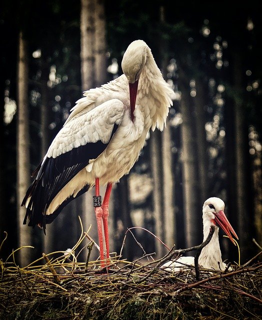 storks-3678282_640.jpg