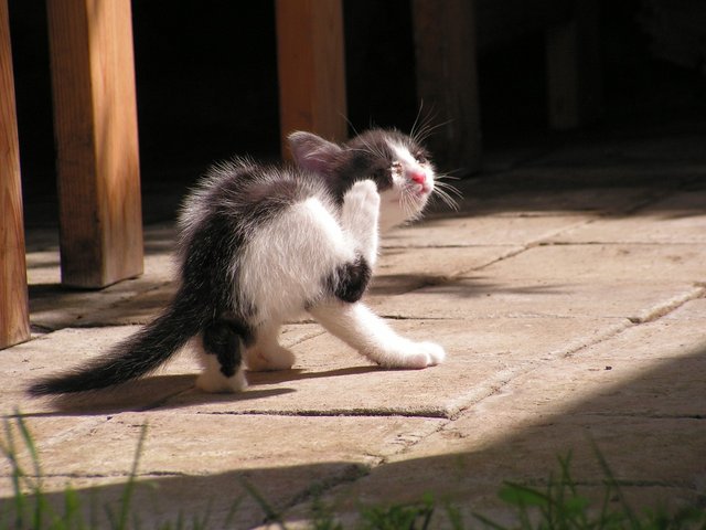 kitten-473087_1280.jpg