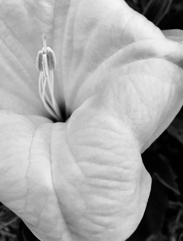 White Flower 3.jpg