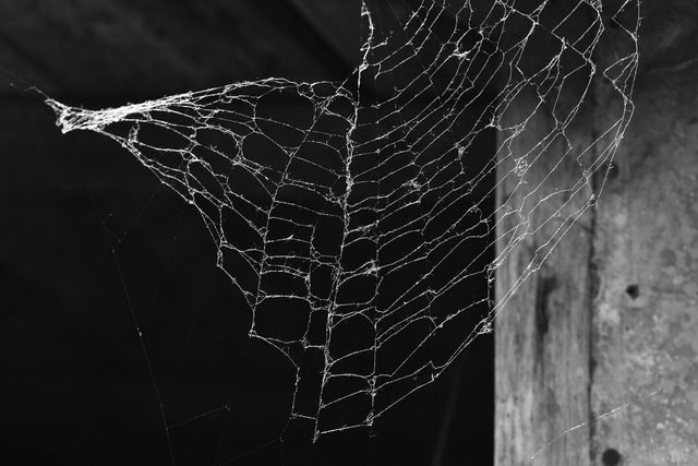 spiderweb ripped bw.jpg
