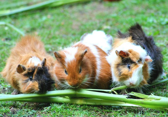 guinea-pig.jpg