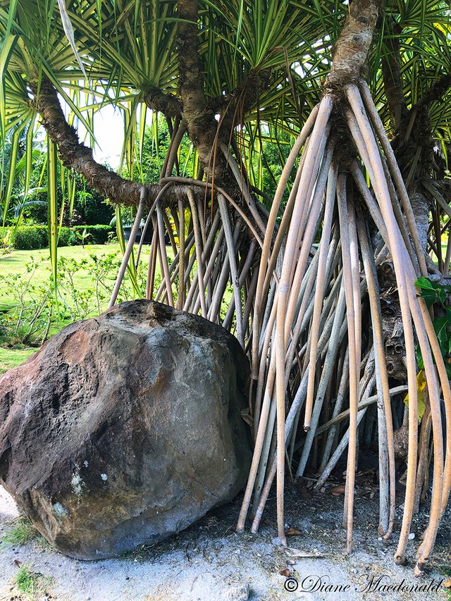 tree roots and boulder parea huahine.jpg