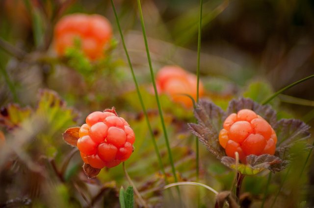 Cloudberry - Giuelith Breweries GmbH - An investment opportunity - giuelith.net - Pleasing a Good Beer for all Occations World Over.jpg