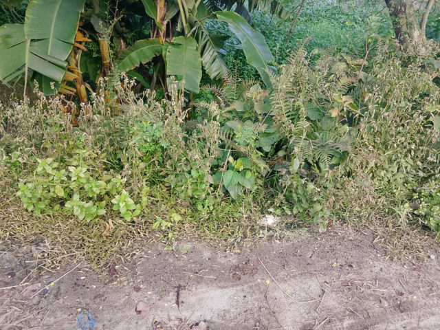 1000045588.jpg