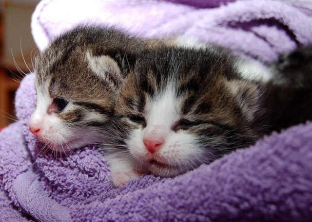 animals  cat  cute  feline  kittens  pet.jpg