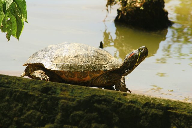 the-turtle-in-the-lake-5329791_1280.jpg