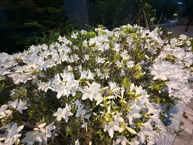 IMG_0707.jpeg