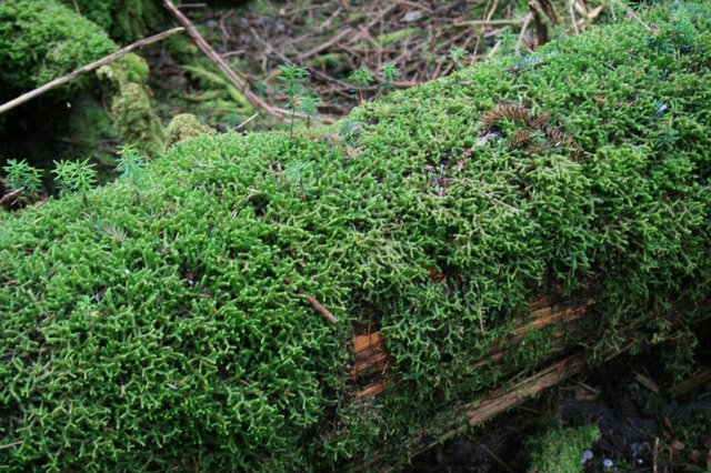 nurse-log-natural-hugelkultur-bed.jpg