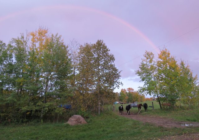 Jeremys horses at gate under the rainbow at sunset.JPG