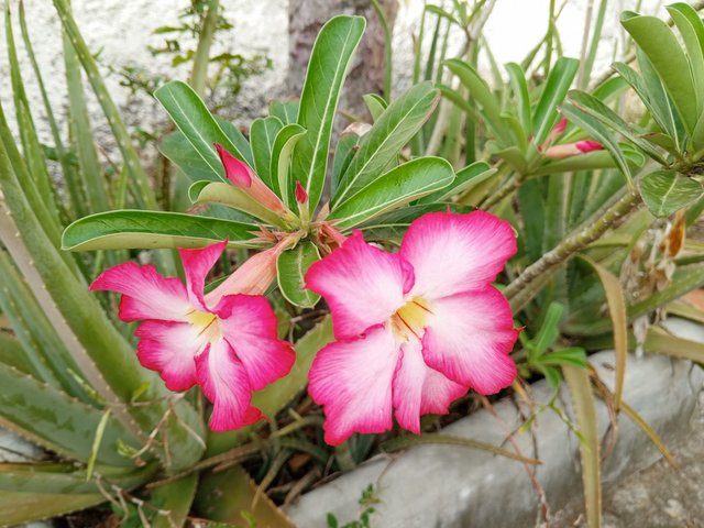 IMG_20250425_074455_544.jpg