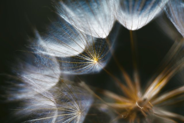 Dandelion-Universe.jpg