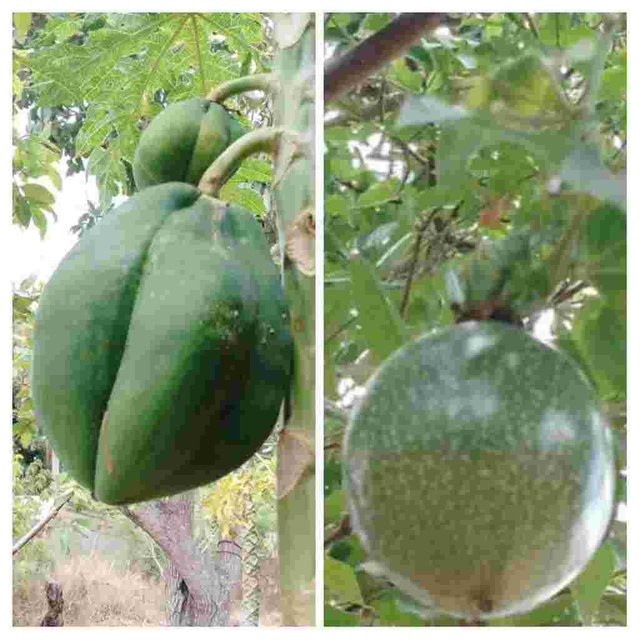 Lechoza y Parchhita en las plantas verses .jpg