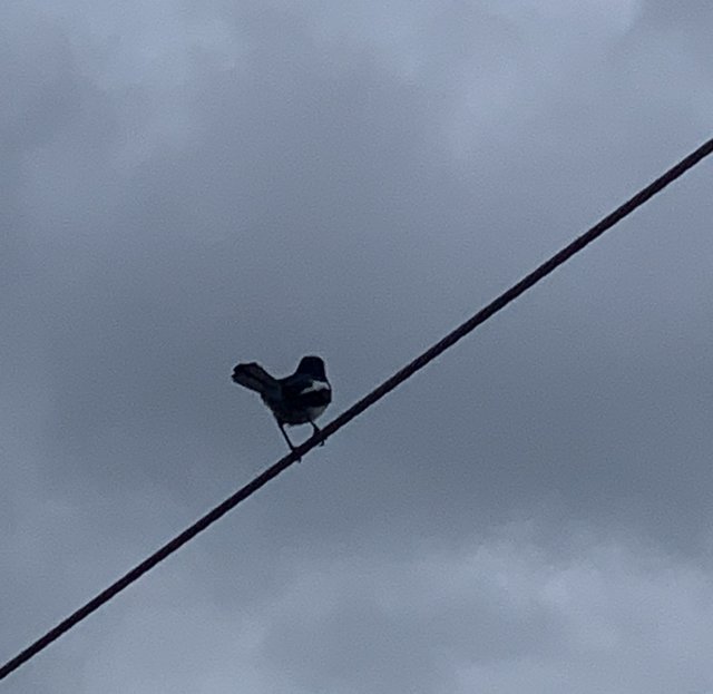bird1.jpg