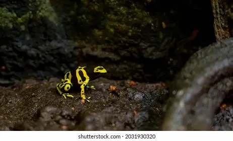 yellowbanded-poison-dart-frog-called-260nw-2031930320.webp