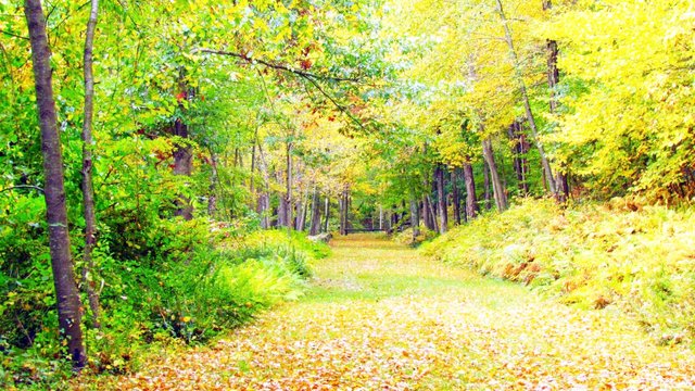 autumn_foliage_trees_105861_1280x720.jpg
