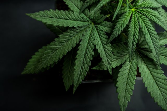 cannabis leaf.jpg