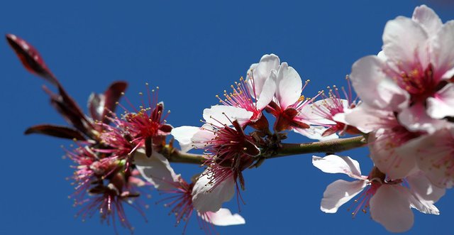5622074119-cherry-blossom (FILEminimizer).jpg