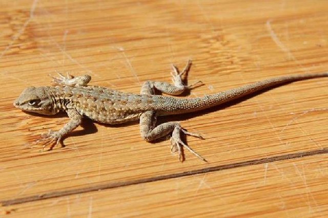 lizard-april-04-2018.jpg