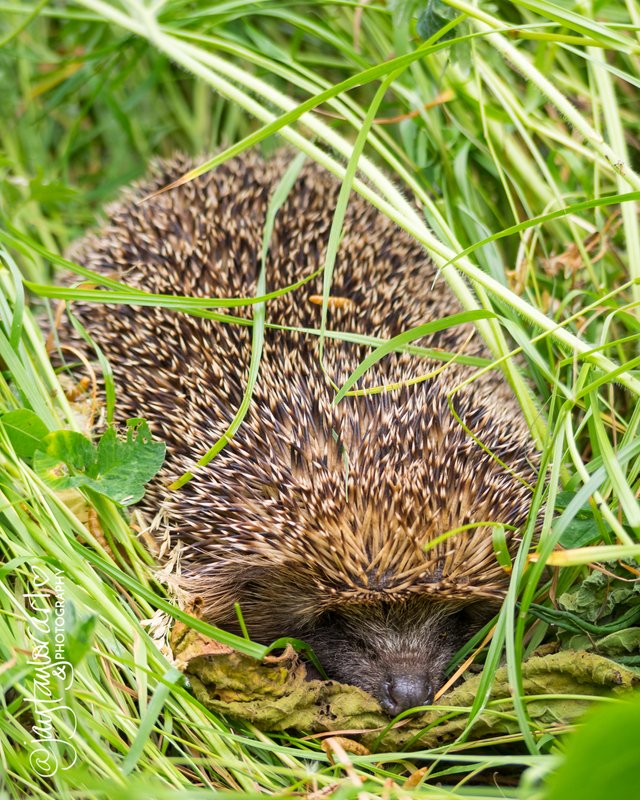 hedgehog-full.jpg