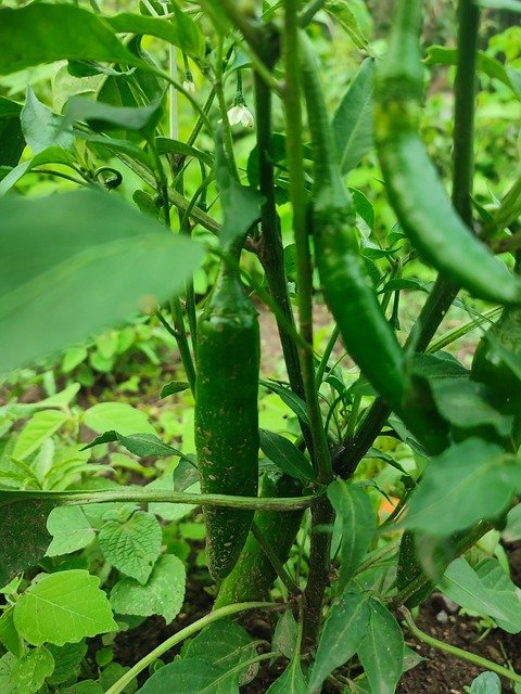 chilies-7382628_640.jpg