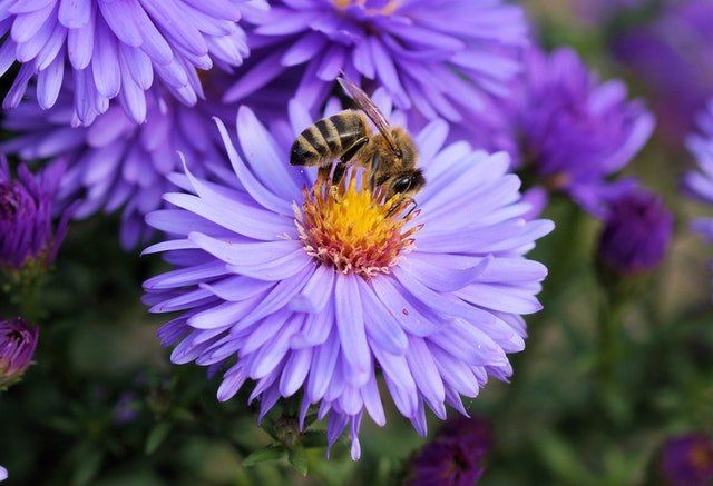 bee-flower-pollen-color-65656.jpeg