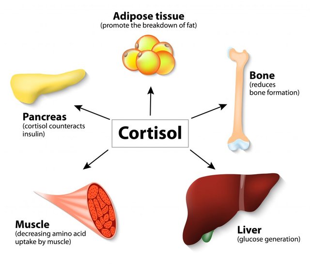 ashwagandha-cortisol-control-990x841.jpg