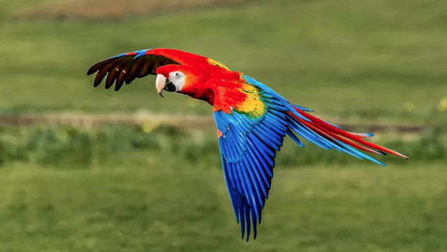 Scarlet Macaw.png