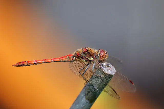 dragonfly-9054297_1280.webp