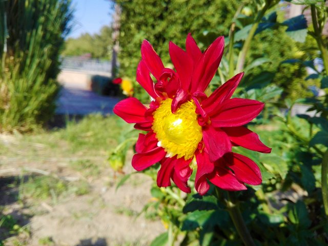 flowernatureb (114).jpg