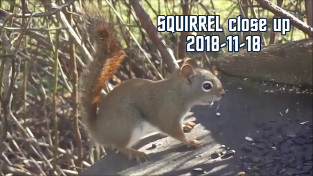 SQUIRREL close up 2018-11-18 title-0001.png