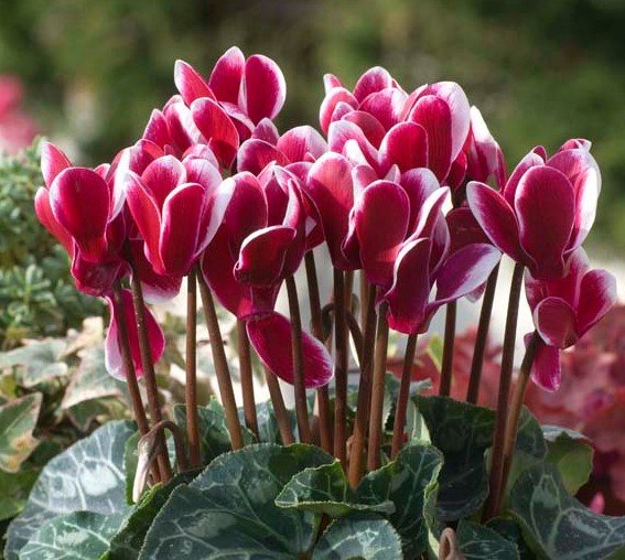 Cyclamens.jpg