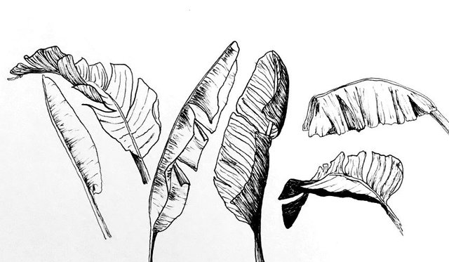 banana-leaves-pen-drawing.jpg