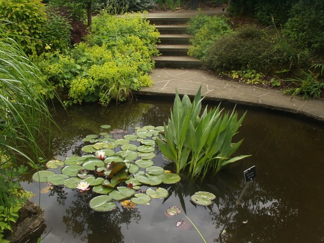 Dark_water_and_steps_at_Wiseley.jpg