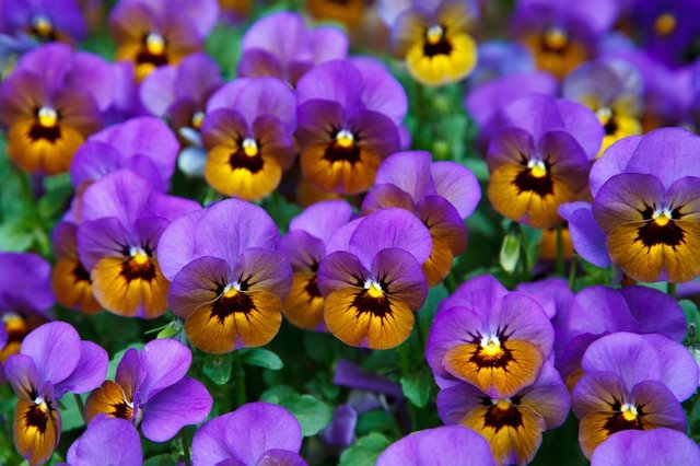 pansy-21968_960_720.jpg