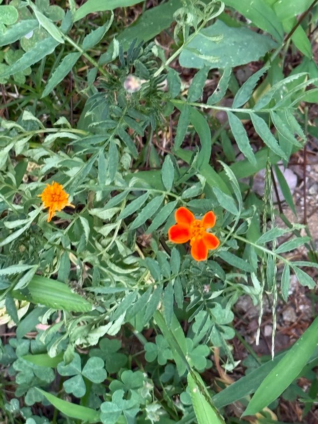 IMG_2530.jpeg