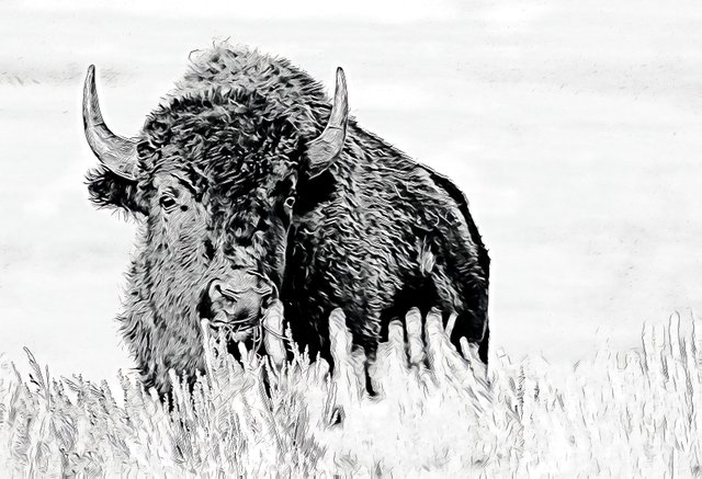 Pencil Buffalo.jpg