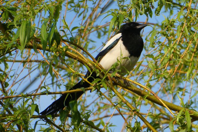 magpie-4150638.jpg