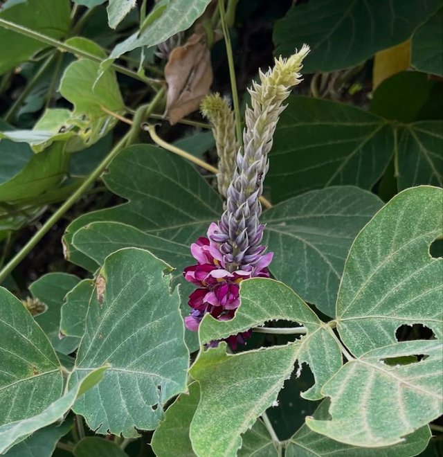IMG_20250906_084059.jpg