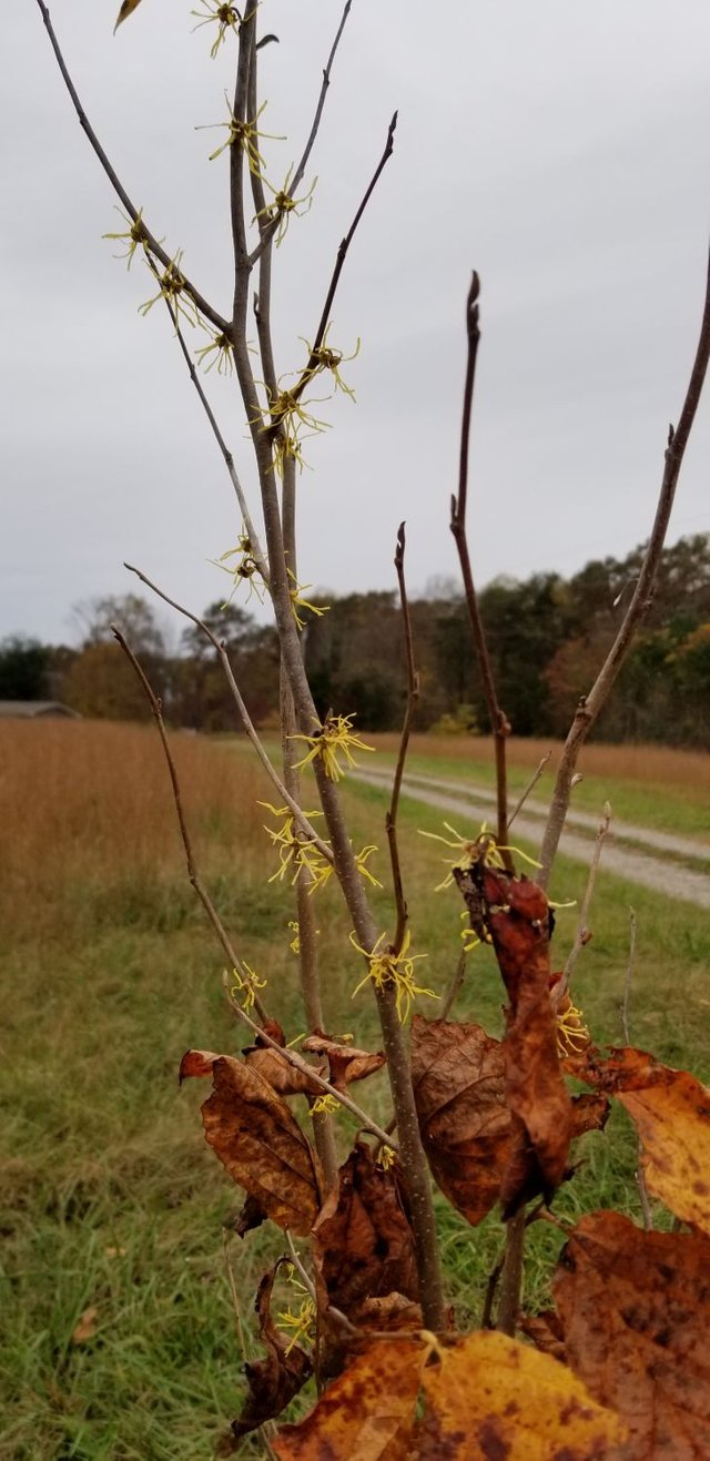 20181107_155710 Blooming witch hazel.jpg