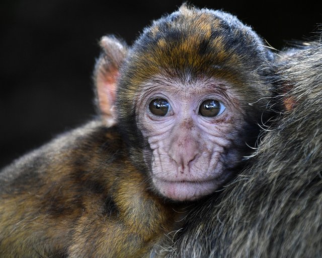 monkey-2790452_1280.jpg