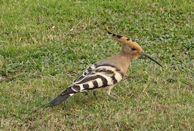 Hoopoe (Upupa epops).jpg