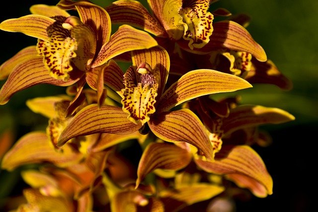 orchids-6256963_640.jpg