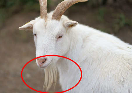 Goat Goatee Nature · Free photo on Pixabay.png