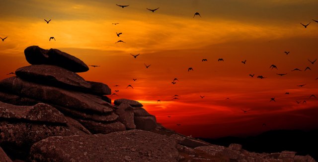 birds-dawn-dusk-164162.jpg