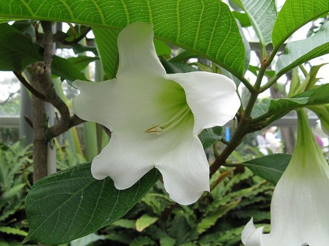 800px-Beaumontia_grandiflora2.jpg