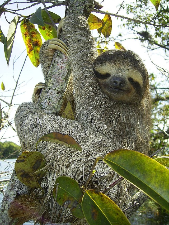pygmy-sloth-62869_1280.jpg