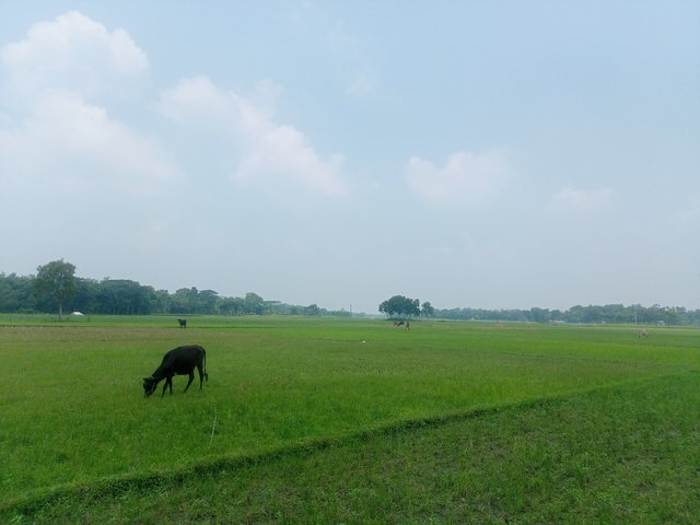IMG20250609103219.jp