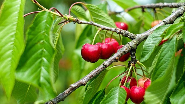 cherry 3.jpg